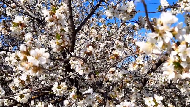 Как вкусно запечь картошку на костре в углях