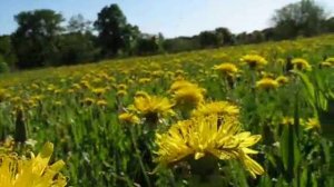 Полёт пчелы.wmv