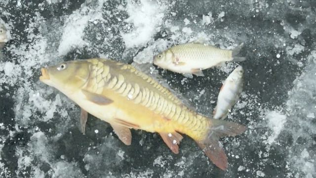 Кузнецовский Пруд 2014 - 9 декабря смотреть онлайн