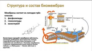 ЕГЭ 100 баллов. Плазматическая мембрана 1.1