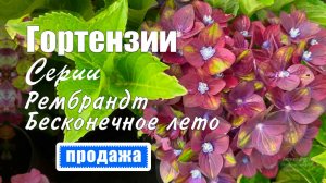 Гортензии крупнолистные серия Рембрандт, серия Бесконечное лето и др. Продажа саженцев