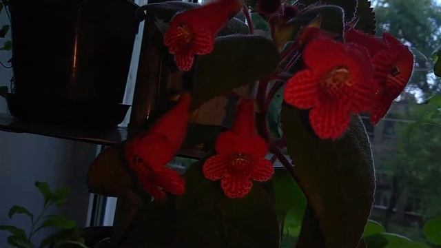 Наша Колерия. Комнатные цветы смотреть онлайн