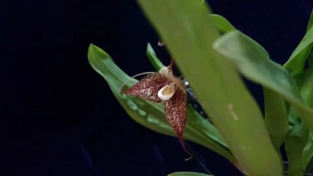 Дракула химера смотреть онлайн