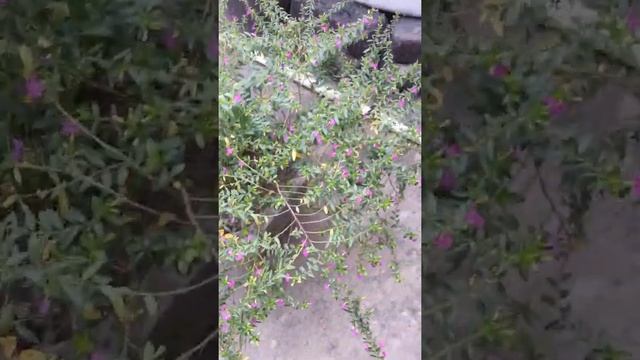 Flower of Cuphea Hyssopifolia/Mexican Heather Plant.