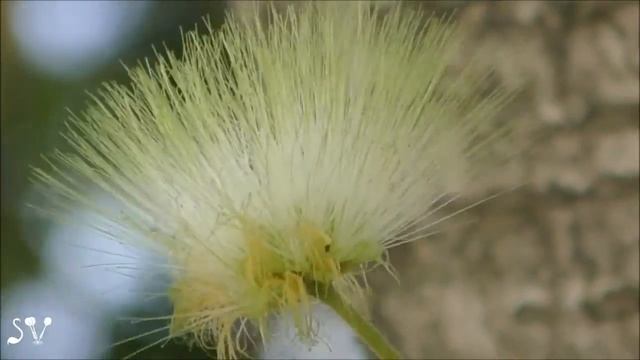 Albizia lebbeck / Альбиция леббек / אלביציה צהובה смотреть онлайн