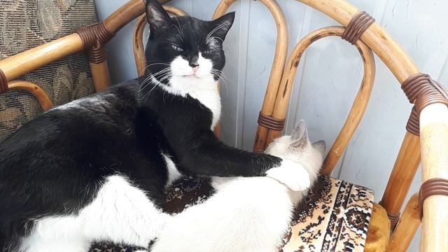 Молодой - значит, наглый. смотреть онлайн