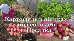 Картофель в ящиках под соломой. 1. Посадка // Potato in boxes. 1. Planting