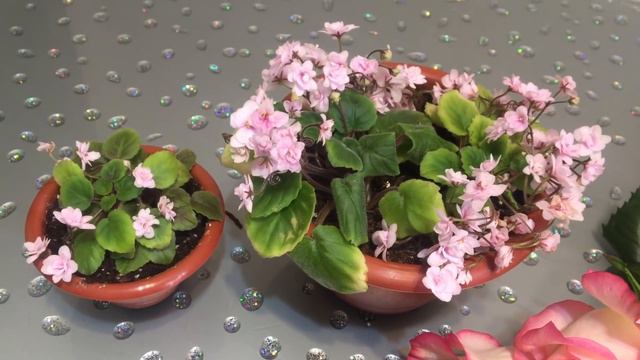 Сложно ли выращивать фиалки? Основные правила смотреть онлайн