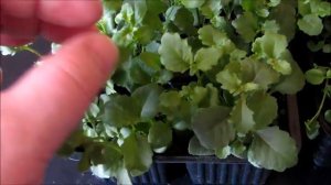 Как выглядит моя рассада Лобелии - 2,5 месяца после посева