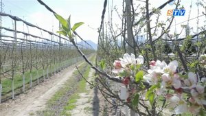 Американский сорт ореха «Чандлер» в интенсивных садах Ургута