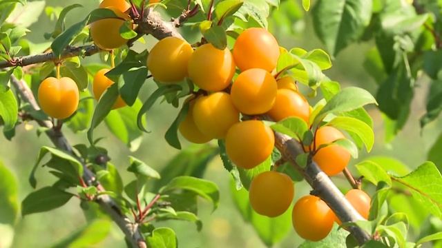 Программа "Наш Сад" №61 смотреть онлайн