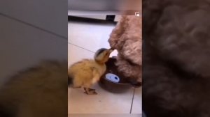 Милые котики и собачки