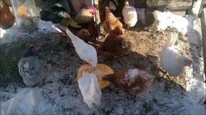 Тыква для кур, подкормка в зимнее время.