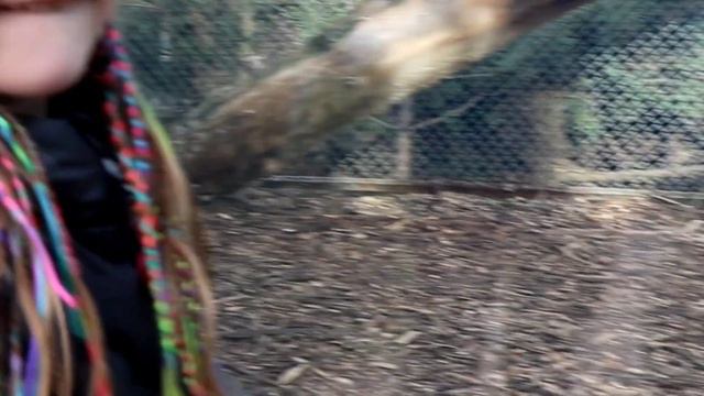 Эмили встречает добрых зверей и птиц в зоопарке Roshen Черкассы 2023 . смотреть онлайн