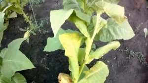 Герцеговина флор (результат,анализ,выводы).mp4