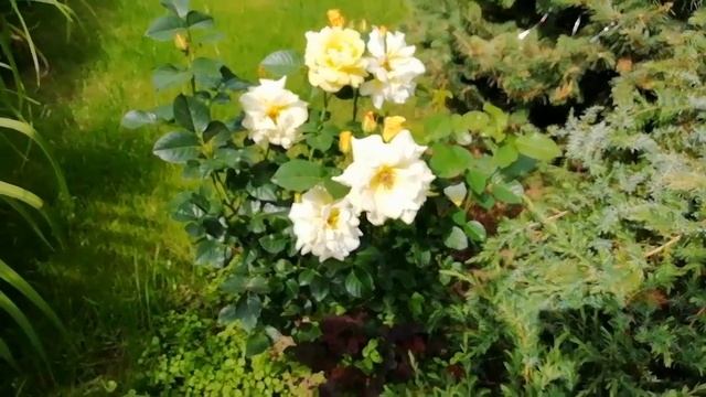 Уход за РОЗАМИ  во второй половине лета.