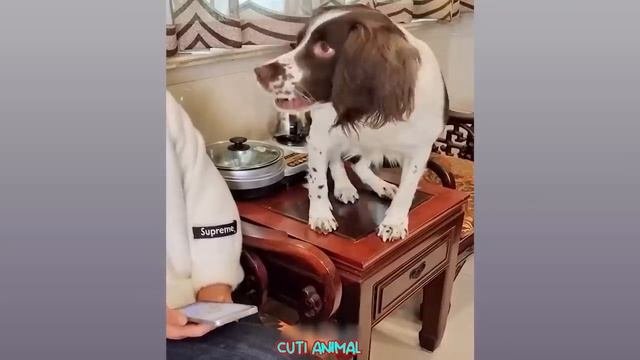 Смешные животные - Смешные кошки/собаки/птицы - Смешные видео с животными 38