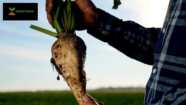 Свекла Лада смотреть онлайн