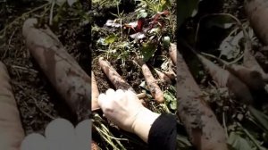 Снимаем урожай моркови Самсон способом посадки с манкой