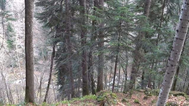 От Азишской пещеры до п.Мезмай через Курджипс. 18 км. Апшеронского района.