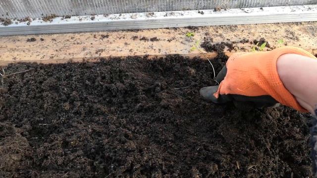 Рассада ПЕТРУШКИ в УЛИТКЕ, пересадка, отличный способ получить раннюю зелень смотреть онлайн