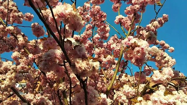 Весна цветущие деревья Германия.Spring flowering trees Germany.