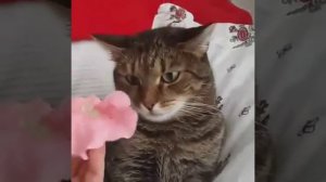 Кот и петуния