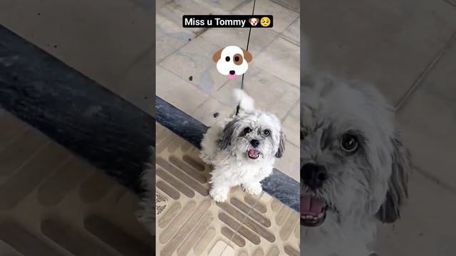 Miss u so Much Tommy 🥺🐶| Love u always...❣️#pets