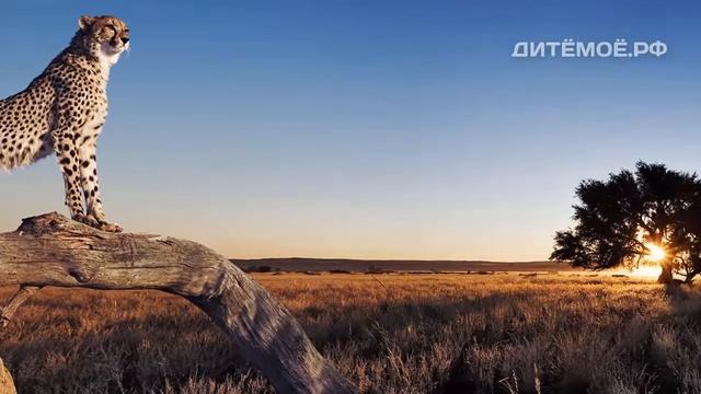 Гепард. Энциклопедия для детей про животных. Саванна