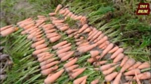 Уборка моркови Шантане и Нантская.