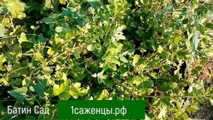 Крыжовник Самурай