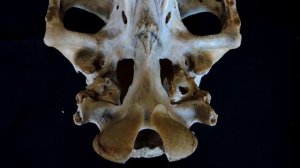 Строение клиновидной кости черепа КРС