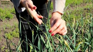 КОГДА И ЧТО НУЖНО СДЕЛАТЬ СО СТРЕЛКАМИ ЧЕСНОКА! Советы от ЗЕЛЕНОГО ОГОРОДА!