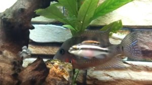 Знакомьтесь: цихлиды – цихлазома Меека