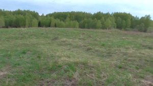 Поход с собакой. Ночевка в лесу. Коп разведка.