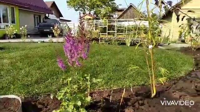 Сад для Юльки( промежуточная съёмка) Гортензия Лаймлайт смотреть онлайн