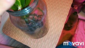 Орхидейки ♥️ Уход за Вандами по просьбе подписчиков