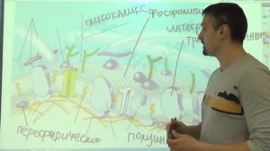 Строение и функции биомембраны