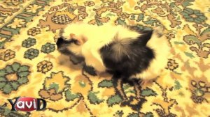 Морская свинка Боня  Сам ходит в туалет