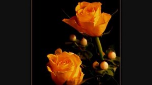 Ahmad Wali & Hangama (Gul Ba Daamaan)