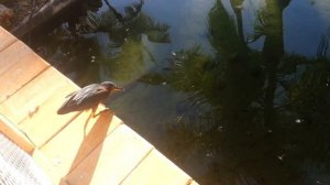 Птица ловит рыбу на хлеб