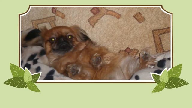 Моя Пусичка смотреть онлайн