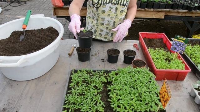 Мастер-класс «Выращиваем рассаду цветов»
