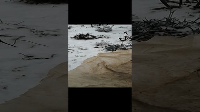 На Юг идут морозы//Укрываю экзотов
