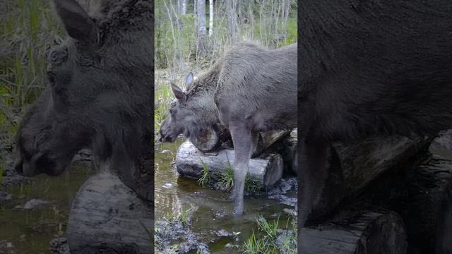 Лось смачно пьёт воду