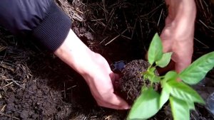 Тонкости выращивания болгарского перца