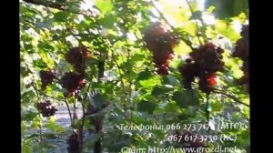 Сорт винограда к ш Кримсон сидлис