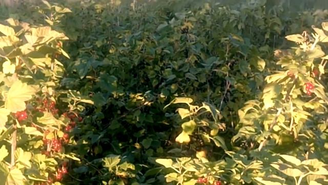 Смородина смотреть онлайн