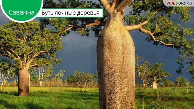 Животный мир саванны смотреть онлайн