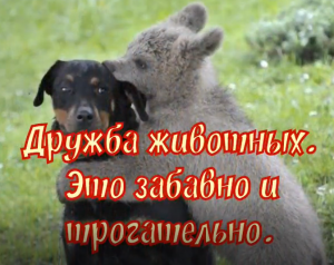 Дружба животных. Это забавно и трогательно.
